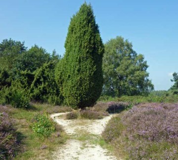 Manderheide 1