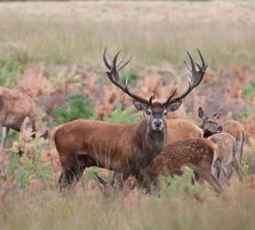 Nationaalpark De Hoge Veluwe _IMG_0880.jpg