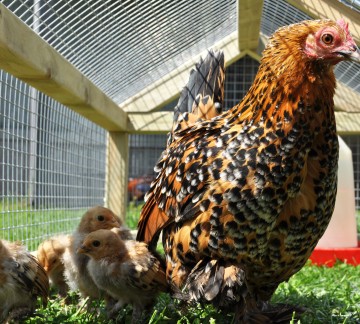 Pluimveemuseum -  Kippen - 25.jpg