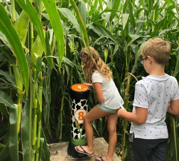 Drentse koe Interactief maisdoolhof zuilen.JPG