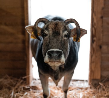 Irrland dier boerderij