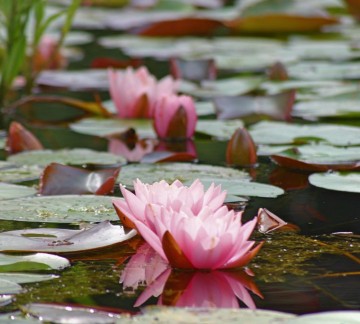 Uitje Overijssel - Vijvertuinen Ada Hofman_Waterlelie.jpg