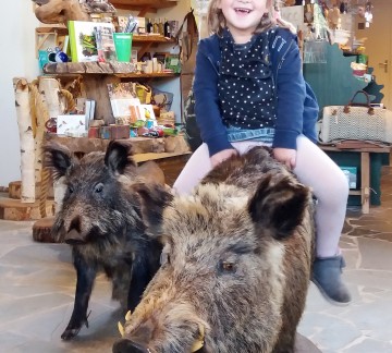 Overijssel - Natuurmuseum Holterberg Fenne op het wilde zwijn.jpg