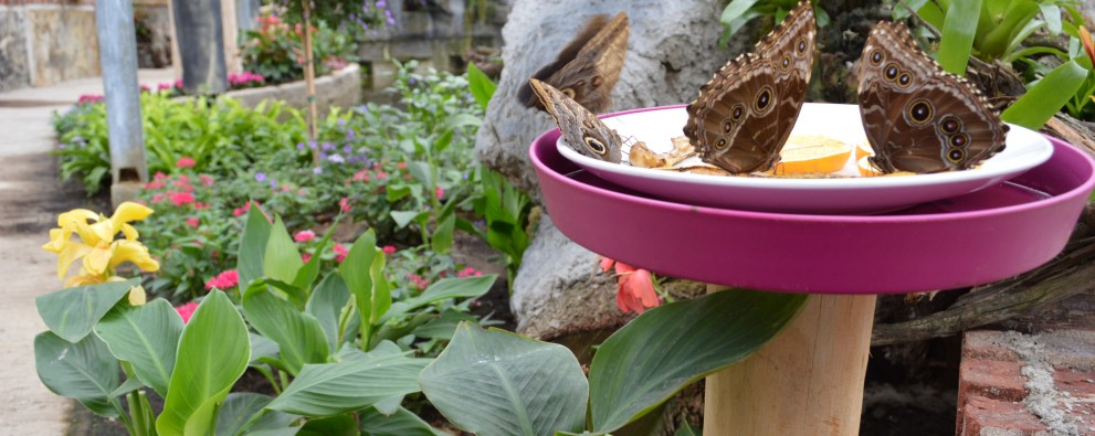 Header Emsflower Header Emsflower